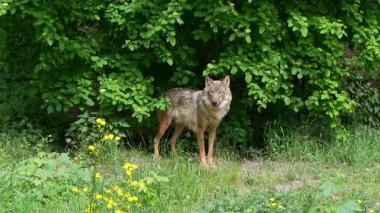 Kurt, gri kurt ya da kereste kurdu olarak da bilinen, Avrasya ve Kuzey Amerika 'nın vahşi ve uzak bölgelerinde yaşayan bir köpek türüdür..