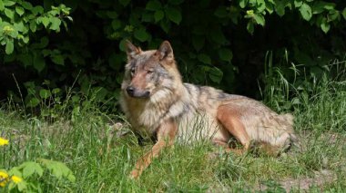 Kurt, gri kurt ya da kereste kurdu olarak da bilinen, Avrasya ve Kuzey Amerika 'nın vahşi ve uzak bölgelerinde yaşayan bir köpek türüdür..