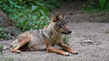 Kurt, gri kurt ya da kereste kurdu olarak da bilinen, Avrasya ve Kuzey Amerika 'nın vahşi ve uzak bölgelerinde yaşayan bir köpek türüdür..