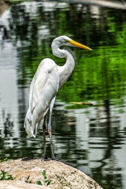 Büyük balıkçıl, Brezilya 'nın Para Eyaleti Belem şehrindeki Praca Batista Campos' ta Ardea alba. Mahallede aynı isimde bir meydan.