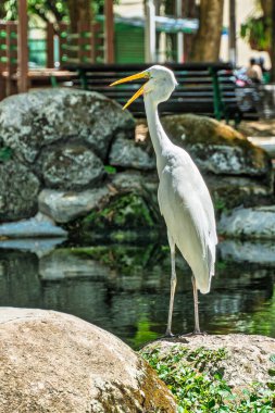 Büyük balıkçıl, Brezilya 'nın Para Eyaleti Belem şehrindeki Praca Batista Campos' ta Ardea alba. Mahallede aynı isimde bir meydan.
