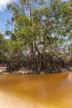 Barra velha plajı Soure 'de, Marajo para, Brezilya' da. Muhteşem eğri kökleri ve Barra Velha plajında açıkta duran güzel doğal plaj ve mangrov ağaçları..