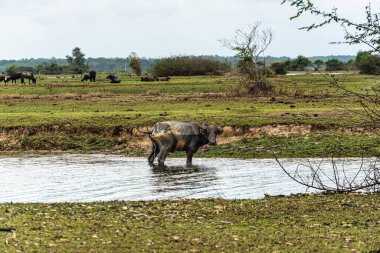 Brezilya 'nın Marajo Adası' ndaki Soure 'de Fazenda adında bir kırsal arazide Buffalos Suyu..