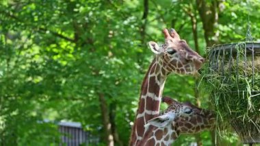 Zürafa, Zürafa camelopardalis, Afrika 'nın tek ayak parmaklı tek parmaklı, yaşayan en uzun boylu, en uzun boylu kara hayvanıdır..