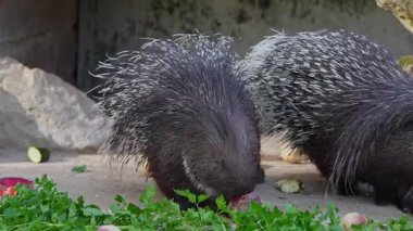 Hint armalı kirpi (