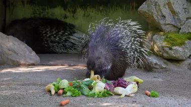 Hint armalı kirpi (