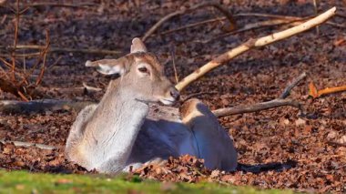 Fallow deer, Dama mezopotamya, Cervidae familyasından bir memeli türü..