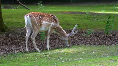 Fallow deer, Dama mezopotamya, Cervidae familyasından bir memeli türü..
