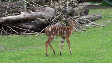 Genç bir bebek Nyala. Tragelaphus angasii, Güney Afrika 'da yaşayan bir sarmal boynuzlu antiloptur. Bovidae familyasından ve Nyala familyasından, Tragelaphus familyasından bir türdür.. 