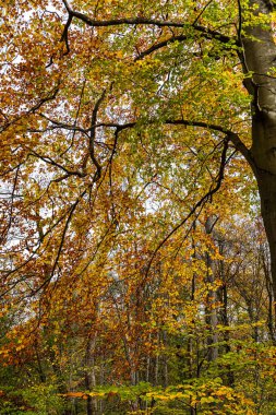 Münih 'in ünlü dinlenme yeri Englischer Garten' da altın sonbahar manzarası. Düşmüş yaprakları ve altın güneş ışığı olan İngiliz bahçesi. Münih, Bavyera, Almanya