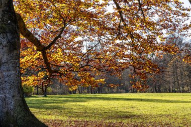 Münih 'in ünlü dinlenme yeri Englischer Garten' da altın sonbahar manzarası. Düşmüş yaprakları ve altın güneş ışığı olan İngiliz bahçesi. Münih, Bavyera, Almanya
