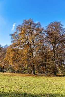 Münih 'in ünlü dinlenme yeri Englischer Garten' da altın sonbahar manzarası. Düşmüş yaprakları ve altın güneş ışığı olan İngiliz bahçesi. Münih, Bavyera, Almanya