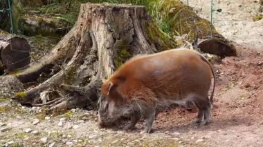 Kızıl nehir domuzu, Potamochoerus porcus, ayrıca çalı domuzu olarak da bilinir. Bu domuzun yer altında yiyecek bulmak için keskin bir koku alma duyusu var..
