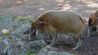 Kızıl nehir domuzu, Potamochoerus porcus, ayrıca çalı domuzu olarak da bilinir. Bu domuzun yer altında yiyecek bulmak için keskin bir koku alma duyusu var..