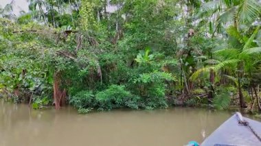 Brezilya 'nın kuzeyinde yer alan Belem do Para' daki Guama Nehri 'nde tekne turu. Amazon ormanlarının oradaki doğal yeşil alan..