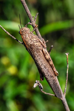 Kahverengi bir plaj çekirgesi, Algarve, Portekiz 'deki Vale Fuzeiros' taki Arkeoloji Pisti 'nde Aiolopus yayılıyor. Bu Acrididae çekirgesinin kısa bacaklı çekirgesi.