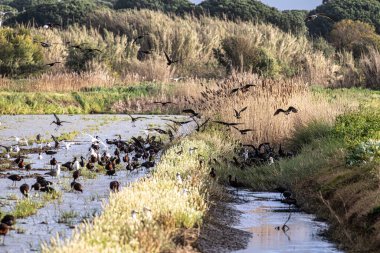 Portekiz, Porto Palafita da Carrasqueira 'daki Plegadis falcinellus ve martılar, Cais Palafitico da Carrasqueira