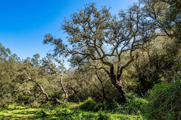 Troviscais 'den Mira Nehri' ne, Atlantik Okyanusu 'na akan Troviscais, Vicentine Coast Natural Park, Portekiz, Rota Vicentina Sahili. Balıkçı Patikası