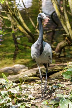 Demokiselle Crane ve Anthropoides başak kuşları gün boyunca açık yeşil çayırlarda yaşarlar. Orta Avrupa 'da bulunan bir turna türüdür.