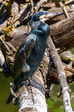 Kuzey yarımküre boyunca büyük siyah karabatak olarak bilinen büyük karabatak, Avustralya 'daki siyah karabatak ve Yeni Zelanda' nın daha güneyindeki siyah karabatak
