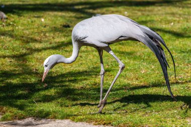 Grus paradisea, Güney Afrika 'ya özgü nesli tükenmekte olan bir kuş türü. Güney Afrika 'nın ulusal kuşudur.