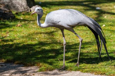 Grus paradisea, Güney Afrika 'ya özgü nesli tükenmekte olan bir kuş türü. Güney Afrika 'nın ulusal kuşudur.