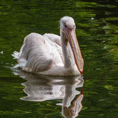 Büyük Beyaz Pelikan (
