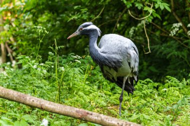Demokiselle Crane ve Anthropoides başak kuşları gün boyunca açık yeşil çayırlarda yaşarlar. Orta Avrupa 'da bulunan bir turna türüdür.