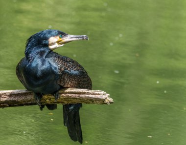 Kuzey yarımküre boyunca büyük siyah karabatak olarak bilinen büyük karabatak, Avustralya 'daki siyah karabatak ve Yeni Zelanda' nın daha güneyindeki siyah karabatak