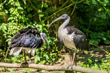Saman boyunlu Ibis, Threskiornis spinicollis, Threskiornithidae familyasından bir kuş türü..
