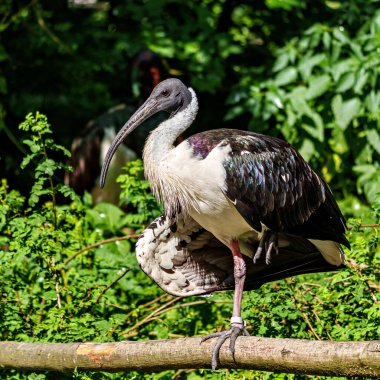 Saman boyunlu Ibis, Threskiornis spinicollis, Threskiornithidae familyasından bir kuş türü..