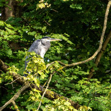 Gri balıkçıl, Ardea cinerea, büyük gri bir kuş ağaçta bir dalda oturuyor ve etrafa bakıyor, tüylü tüyler, büyük gagalı, başının arkasında uzun tüyler, vahşi doğadan bir sahne.