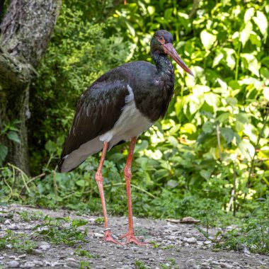Kara leylek, Ciconia nigra leylek familyasından büyük bir kuş türü..