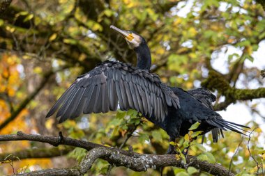 Kuzey yarımküre boyunca büyük siyah karabatak olarak bilinen büyük karabatak, Avustralya 'daki siyah karabatak ve Yeni Zelanda' nın daha güneyindeki siyah karabatak