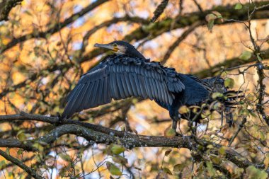 Kuzey yarımküre boyunca büyük siyah karabatak olarak bilinen büyük karabatak, Avustralya 'daki siyah karabatak ve Yeni Zelanda' nın daha güneyindeki siyah karabatak