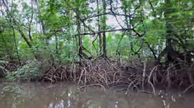 Barreirinhas, Lencois Maranhenses 'ten Brezilya' daki Preguica Nehri 'ne tekne gezisi. Preguicas Nehri, Maranhao eyaletinin Lencois Maranhenses bölgesinde yer alan bir su yolu..