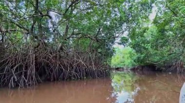 Igarape do Urubu Nehri, Delta das Canarias, Ilha das Canarias, Brezilya 'da tekne gezisi. Amazon yağmur ormanları. Güney Amerika