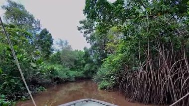 Igarape do Urubu Nehri, Delta das Canarias, Ilha das Canarias, Brezilya 'da tekne gezisi. Amazon yağmur ormanları. Güney Amerika