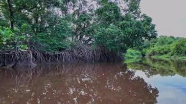 Igarape do Urubu Nehri, Delta das Canarias, Ilha das Canarias, Brezilya 'da tekne gezisi. Amazon yağmur ormanları. Güney Amerika