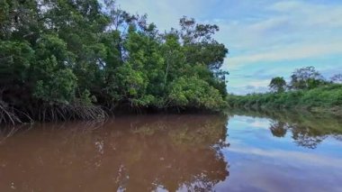 Igarape do Urubu Nehri, Delta das Canarias, Ilha das Canarias, Brezilya 'da tekne gezisi. Amazon yağmur ormanları. Güney Amerika