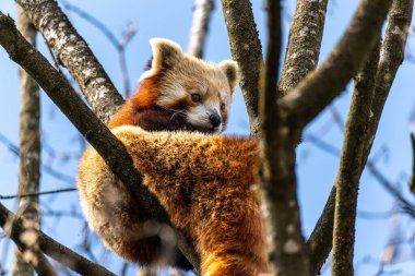 Kırmızı panda, Ailurus fulgens, daha küçük panda ve kırmızı kedi ayı olarak da bilinir..