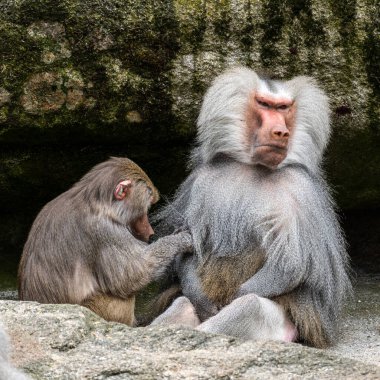 Hamadryas babunu, papio hamadryas, yan yana oturup birbirlerini tımar ediyorlar. Papio hamadryas bir babun türüdür.