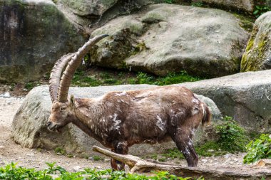 Erkek dağ keçisi - Avrupa Alplerinde yaşayan bir kayanın üzerindeki kapra dağ keçisi