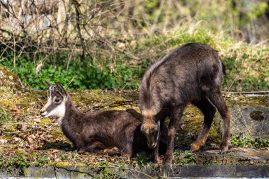 Apennine Chamois, Rupicapra pyrenaica ornata, İtalya 'daki Abruzzo-Lazio-Molise Ulusal Parkı ve İspanya' daki Pireneler 'de yaşamaktadır.