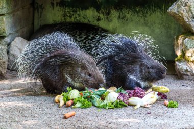 Hint armalı kirpi (