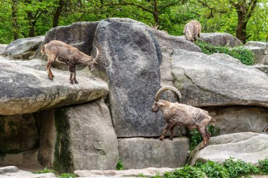 İki dağ keçisi dişilerin ve bölgelerin üzerinde kafa kafaya çarpışır. Avrupa Alpleri 'nin dağlarında yaşayan vahşi bir keçi türü..