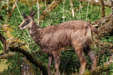 Apennine Chamois, Rupicapra pyrenaica ornata, İtalya 'daki Abruzzo-Lazio-Molise Ulusal Parkı ve İspanya' daki Pireneler 'de yaşamaktadır.