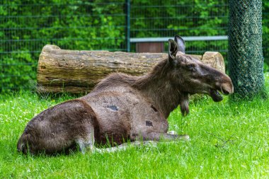 Avrupa geyiği, Alces alces, geyik olarak da bilinir. Vahşi yaşam hayvanı.