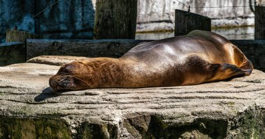 Güney Amerika deniz aslanı, Otaria flavescens, eski adıyla Otaria byronia, Güney Denizi Aslanı ve Patagonya deniz aslanı olarak da bilinir.