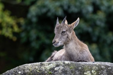 Genç dağ keçisi bir kayanın üzerinde - Alman parkında Capra dağ keçisi